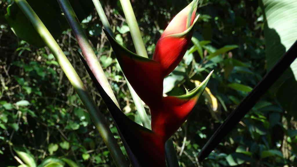Chales Bangalos Itamambuca Ubatuba Eksteriør bilde